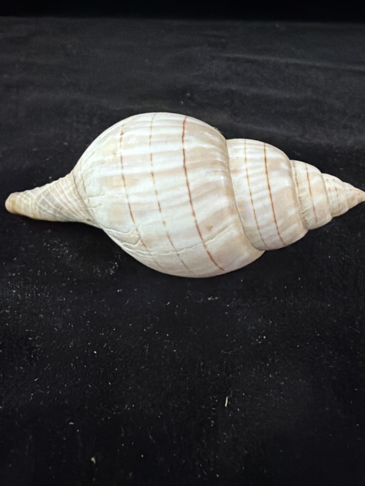 Banded Tulip, Fig Shell, & Dosinia Clam Shell Fl 1980 (S554)