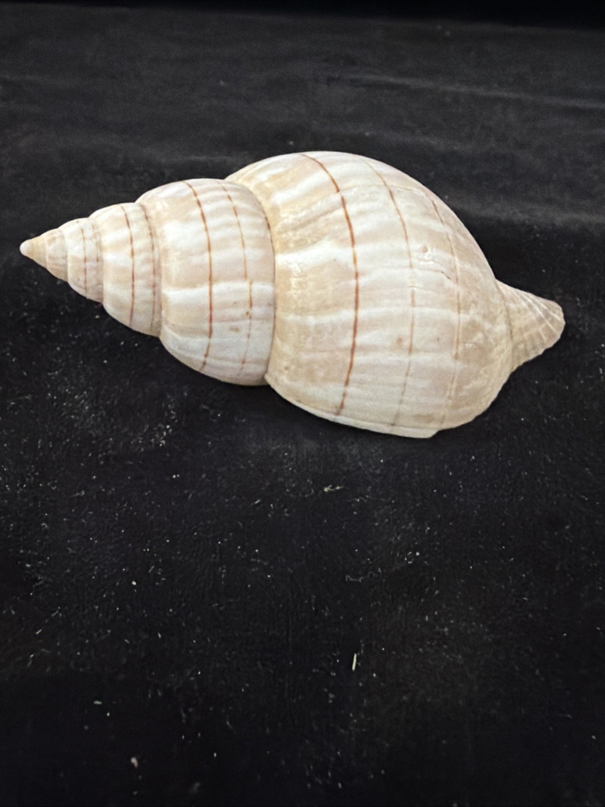 Banded Tulip, Fig Shell, & Dosinia Clam Shell Fl 1980 (S554)