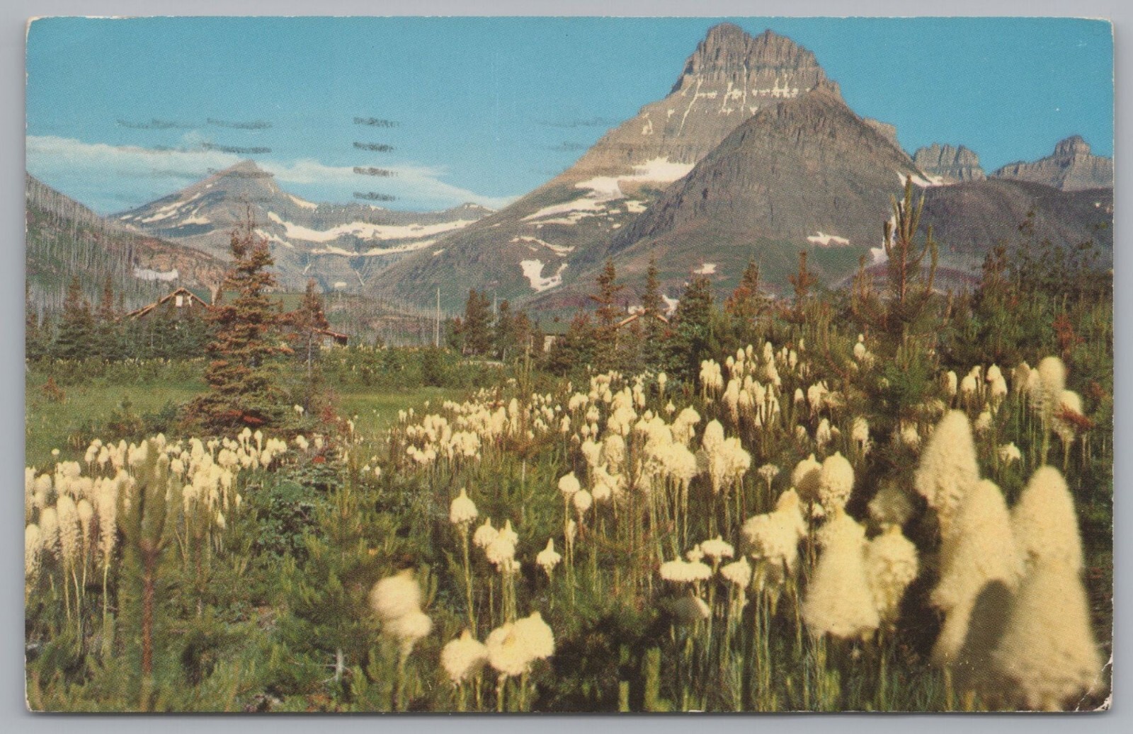 Bear Grass, Xerophyllum Tenax, 6 Feet Tall, Mount Wilbur In The Background, VTG
