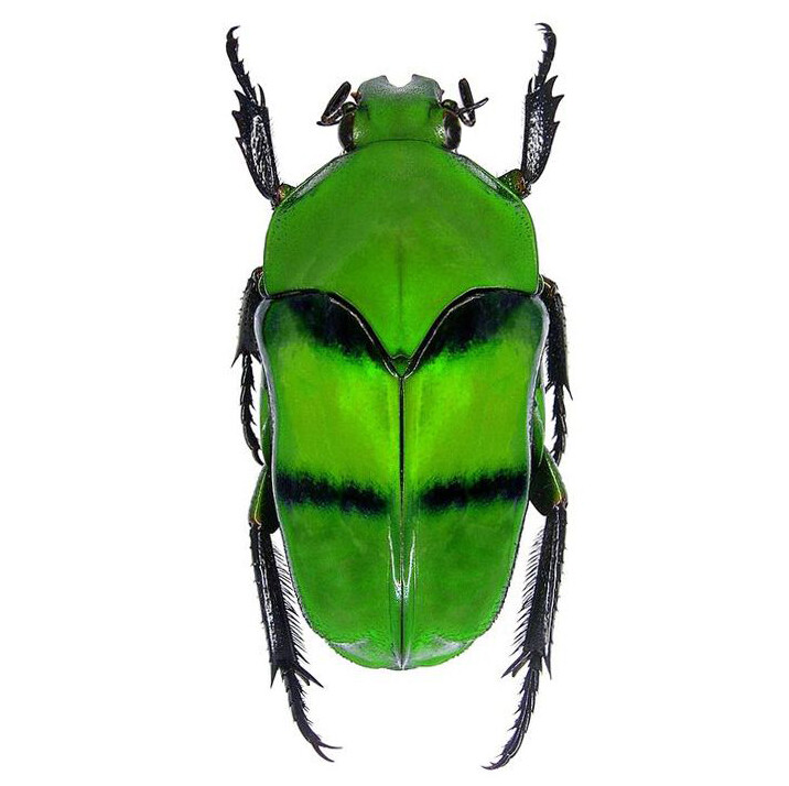 Ischiosopha bifasciata ONE REAL GREEN SCARAB BEETLE INDONESIA