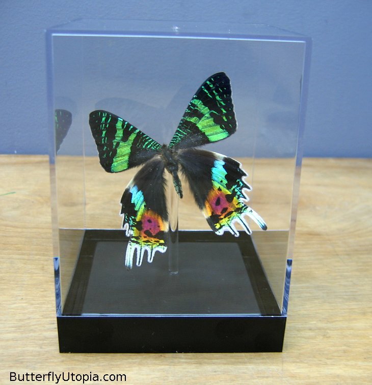 Real 3D Framed Butterfly: Sunset Moth – Table Top