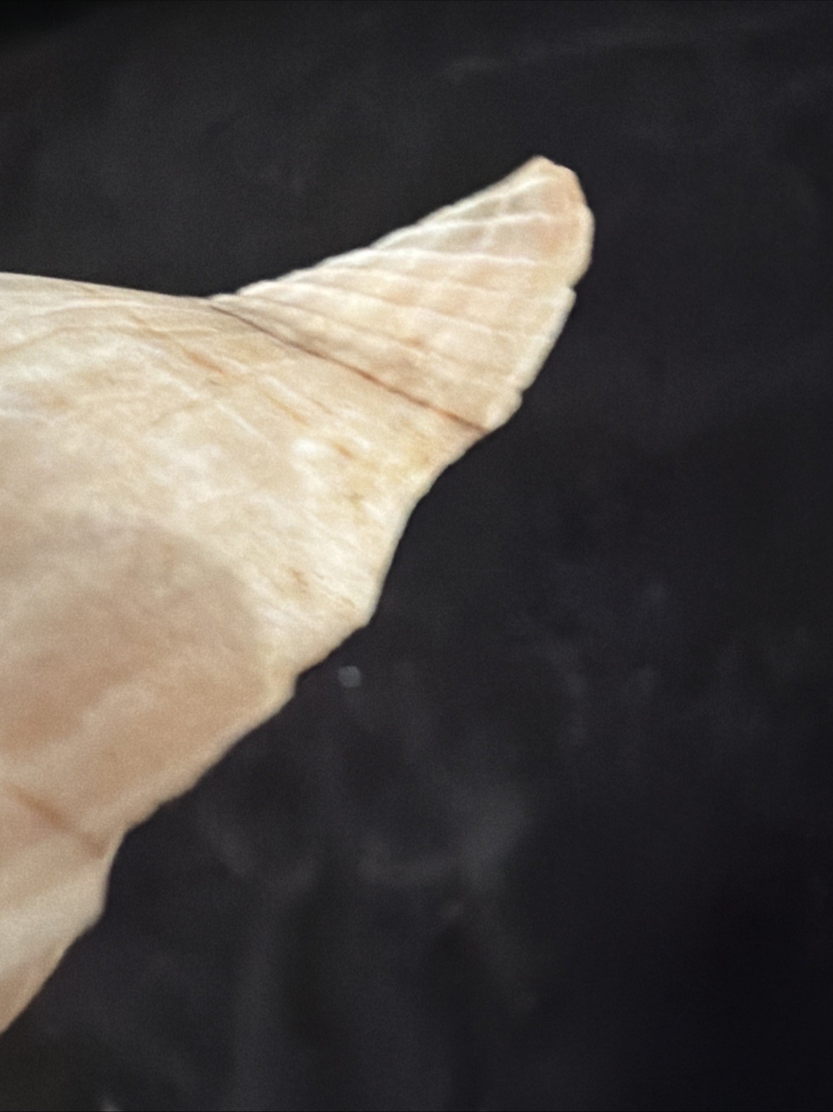 Banded Tulip, Fig Shell, & Dosinia Clam Shell Fl 1980 (S554)