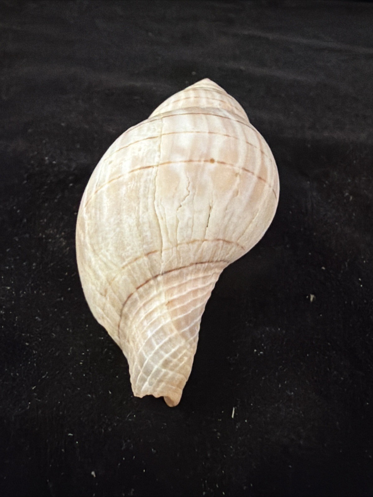 Banded Tulip, Fig Shell, & Dosinia Clam Shell Fl 1980 (S554)