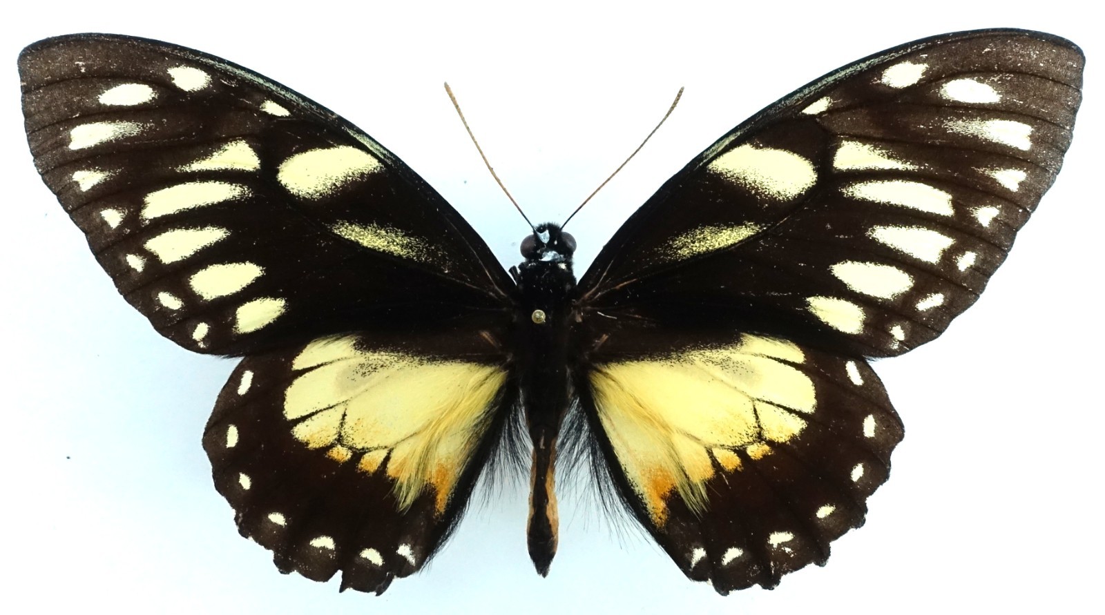 PAPILIO ASCOLIUS DAGUANUS MALE FROM BUGA VALLEY, COLOMNBIA