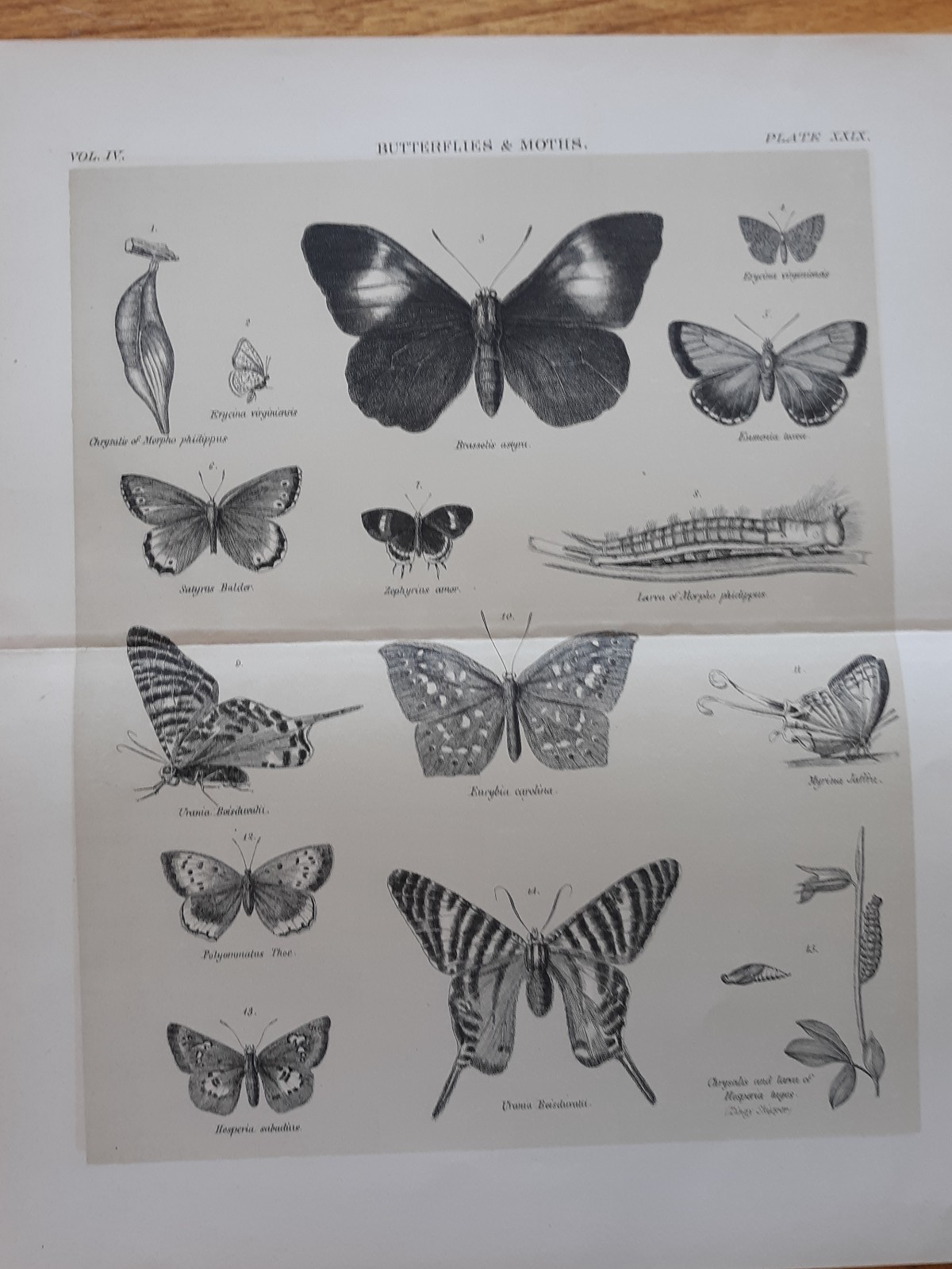Butterfly, Moth Prints, 5 pages, 10″x 12″, Encyclopedia Brittanica, 1893