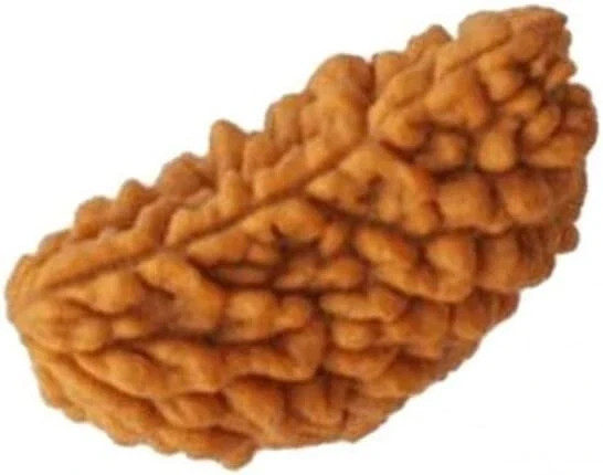 1 Mukhi Indian Rudraksha Big Bead Nepali Certified Natural Original Beads Seed O