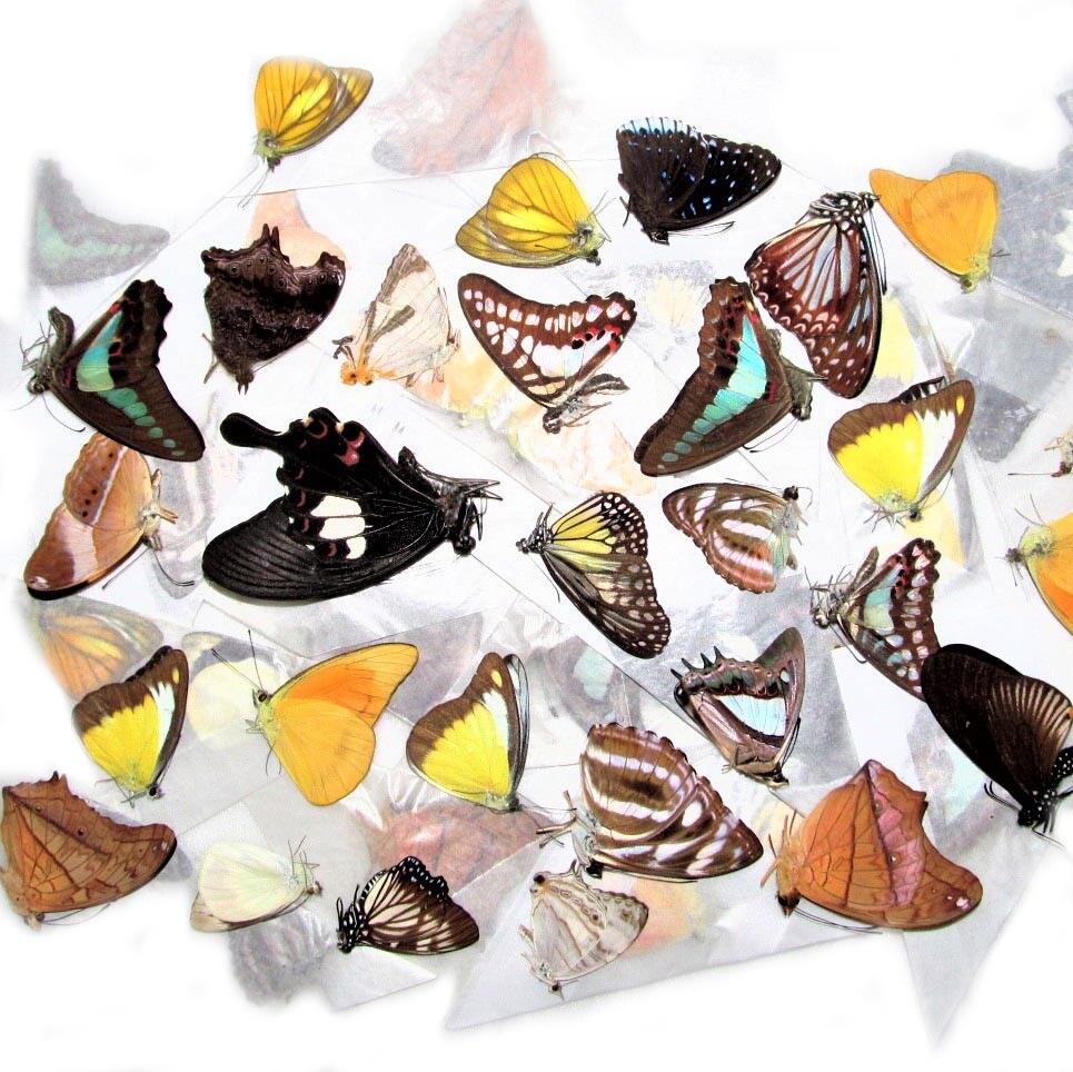 1 BUTTERFLY OR MOTH UNMOUNTED WINGS CLOSED WHOLESALE LOT MIX COLLECTION