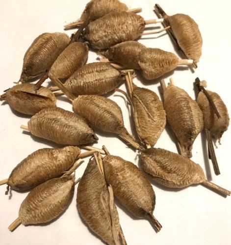 5 European Praying Mantis Egg Case Fresh Picked 2026 Free Hatching Bag