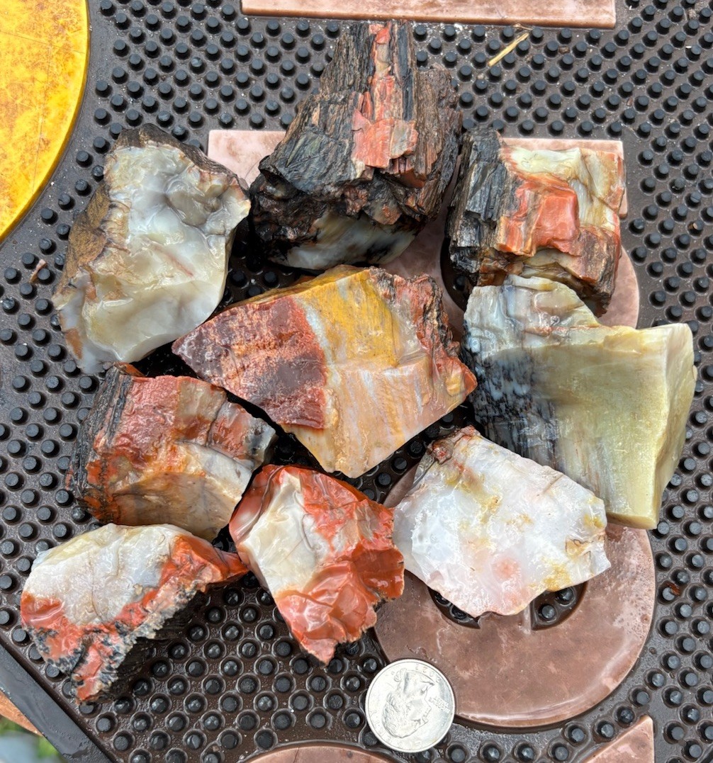 ☘️RR⛏️: 9 PCS Top Quality Arizona Rainbow Petrified Wood 2.25 Lb 🌈