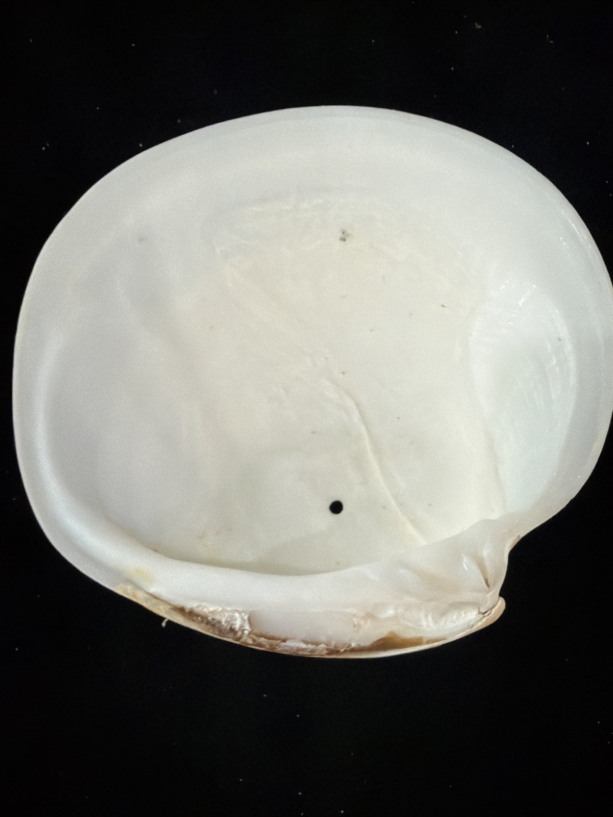 Banded Tulip, Fig Shell, & Dosinia Clam Shell Fl 1980 (S554)