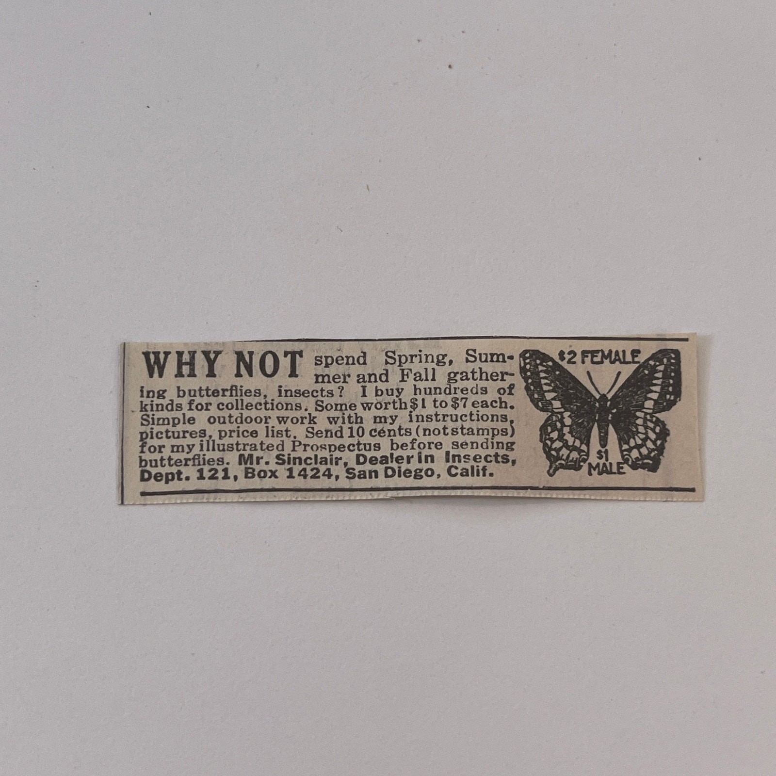 Mr. Sinclair, Dealer in Insects San Diego CA 1931 Magazine Ad SAG4-S14