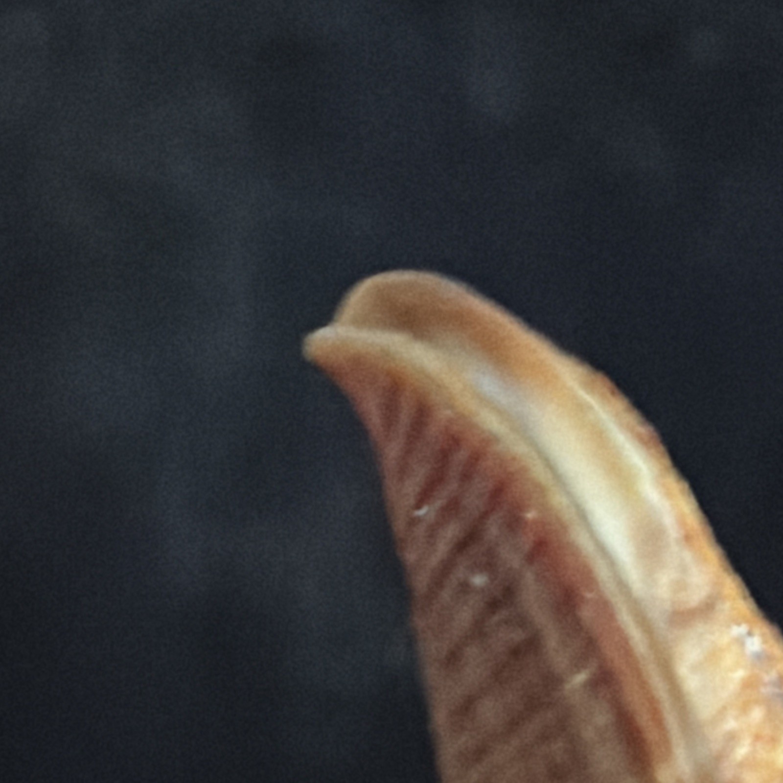 Mitra Costellaris Shell 39.4mm Philippines (S274)