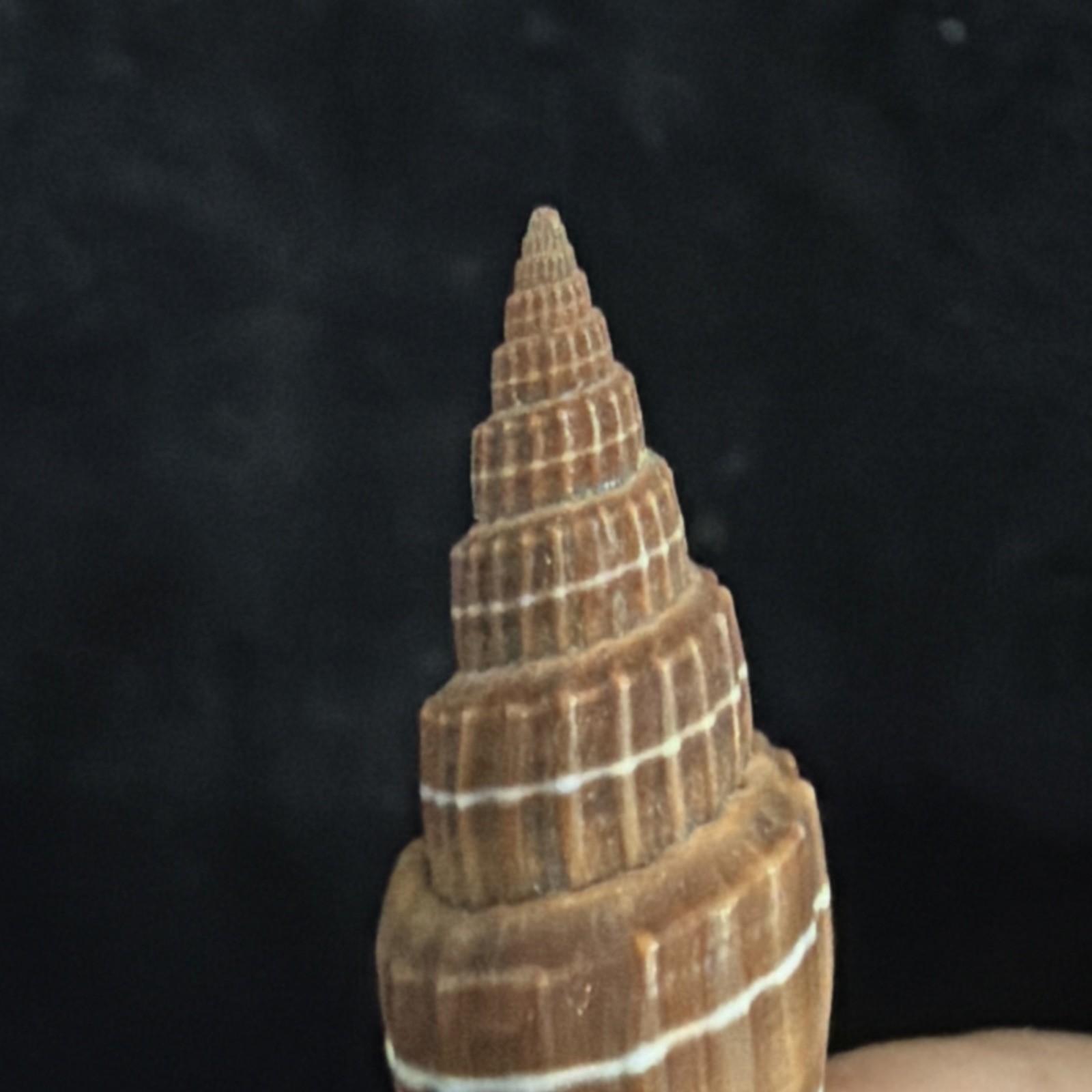 Mitra Costellaris Shell 39.4mm Philippines (S274)