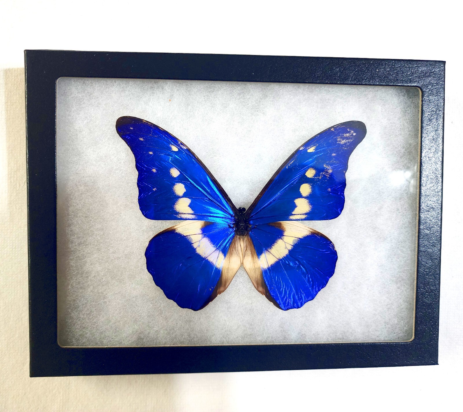 Second Quality 8×6 Framed Blue Morpho rhetenor helena Butterfly Riker Mount