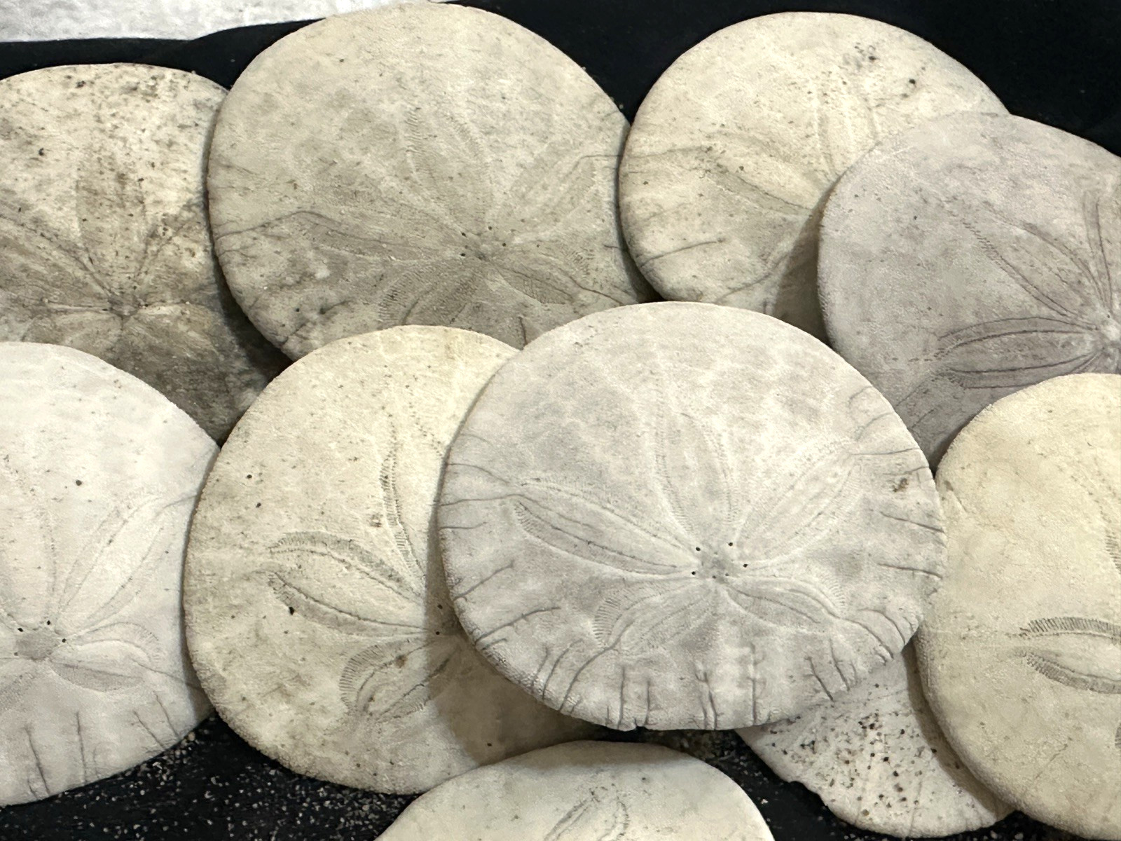 Sand Dollars Assorted 1”-2” Pacific Coast