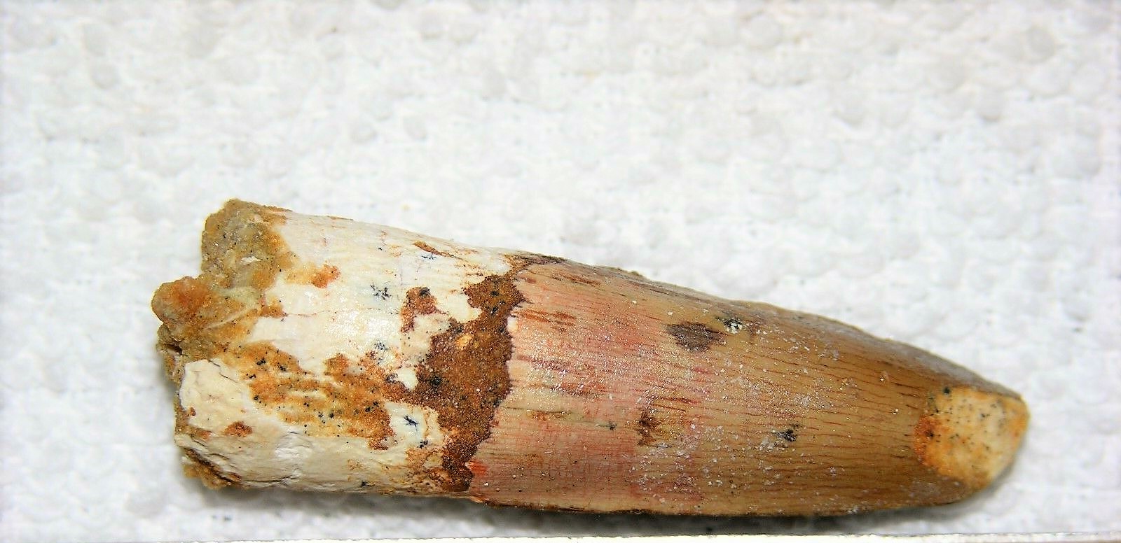 SPINOSAURUS TOOTH DINOSAUR TEETH REAL BONE FOSSIL EXTINCT RARE RELIC SPINOSAUR