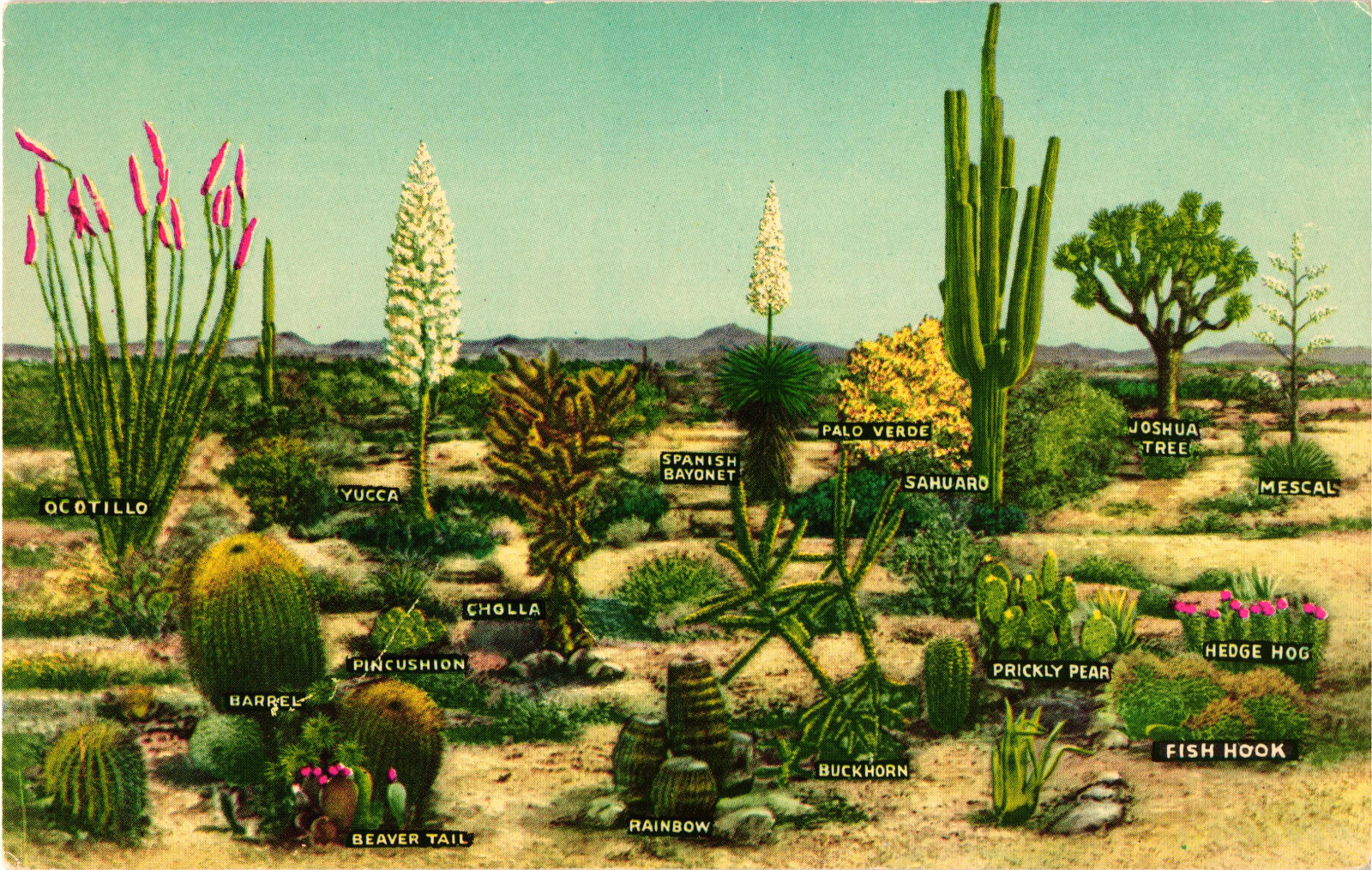 A Few Varieties of Desert Vegetation Postcard Unposted