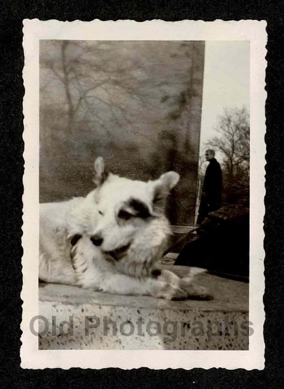 CREEPY LITTLE MAN BEHIND WHITE DOG w/BLACK SPOTS OLD/VINTAGE PHOTO- A942