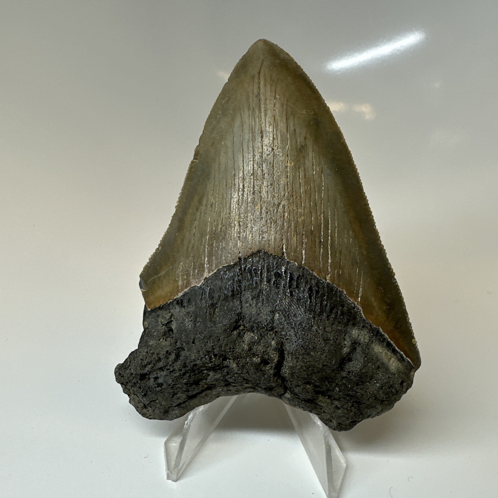 Megalodon Shark Tooth 3.54 Inch – Colorful – Serrated Fossil – Authentic 20380