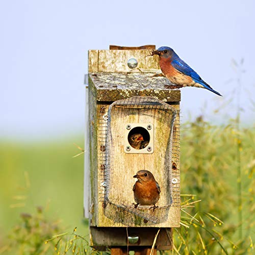Metal Bird House Guard with Copper Portal Bird House Hole Protector Guard 8