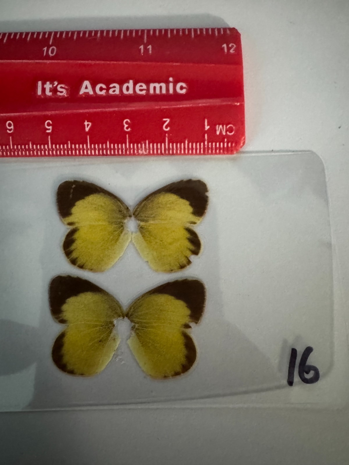 UCWY16 A+/ A Nepheronia a Butterfly Butterflies