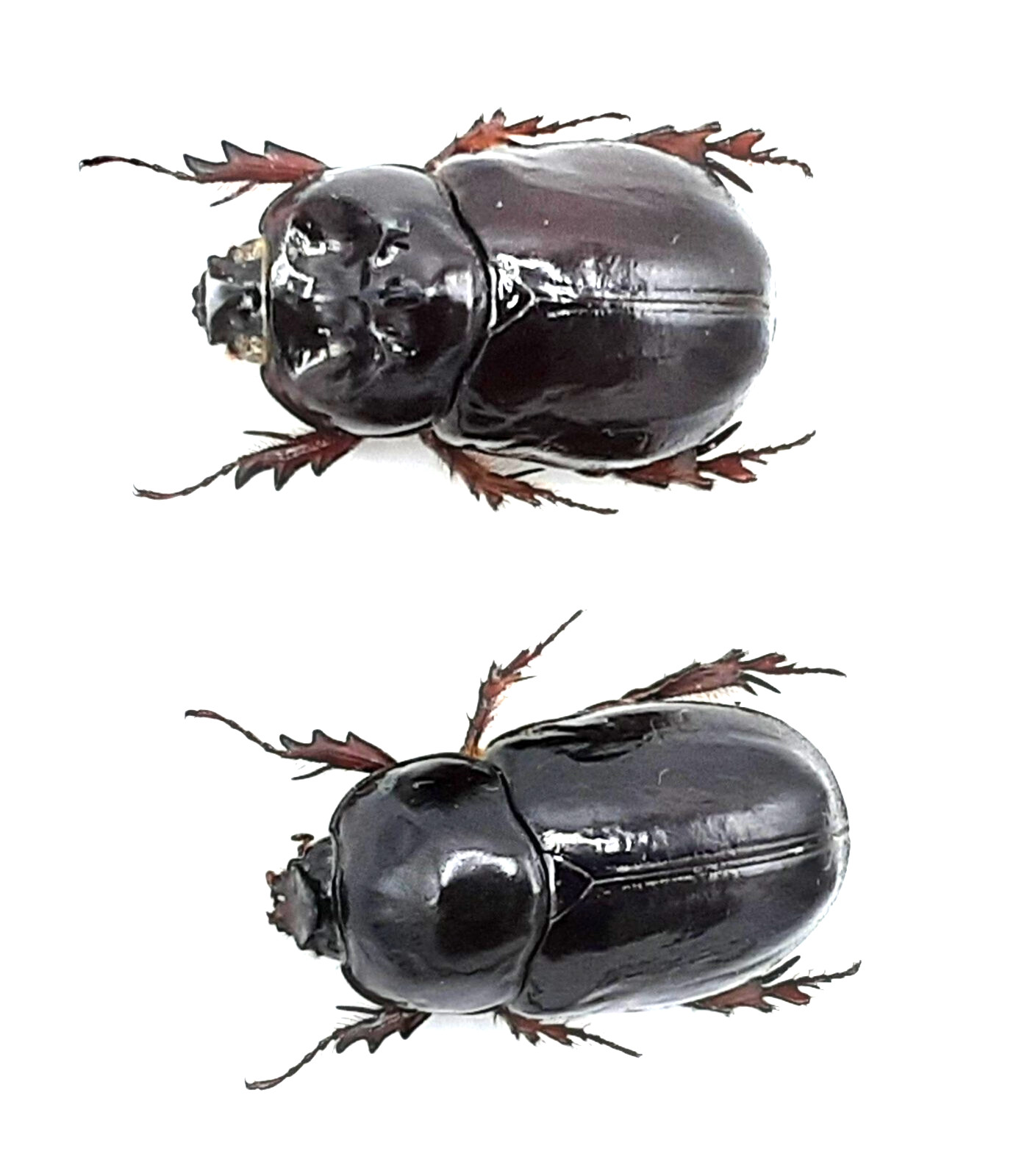 Dynastinae, Dipelicus alveolatus, pair, A1, 33/34 mm, Taliabu, #DS298