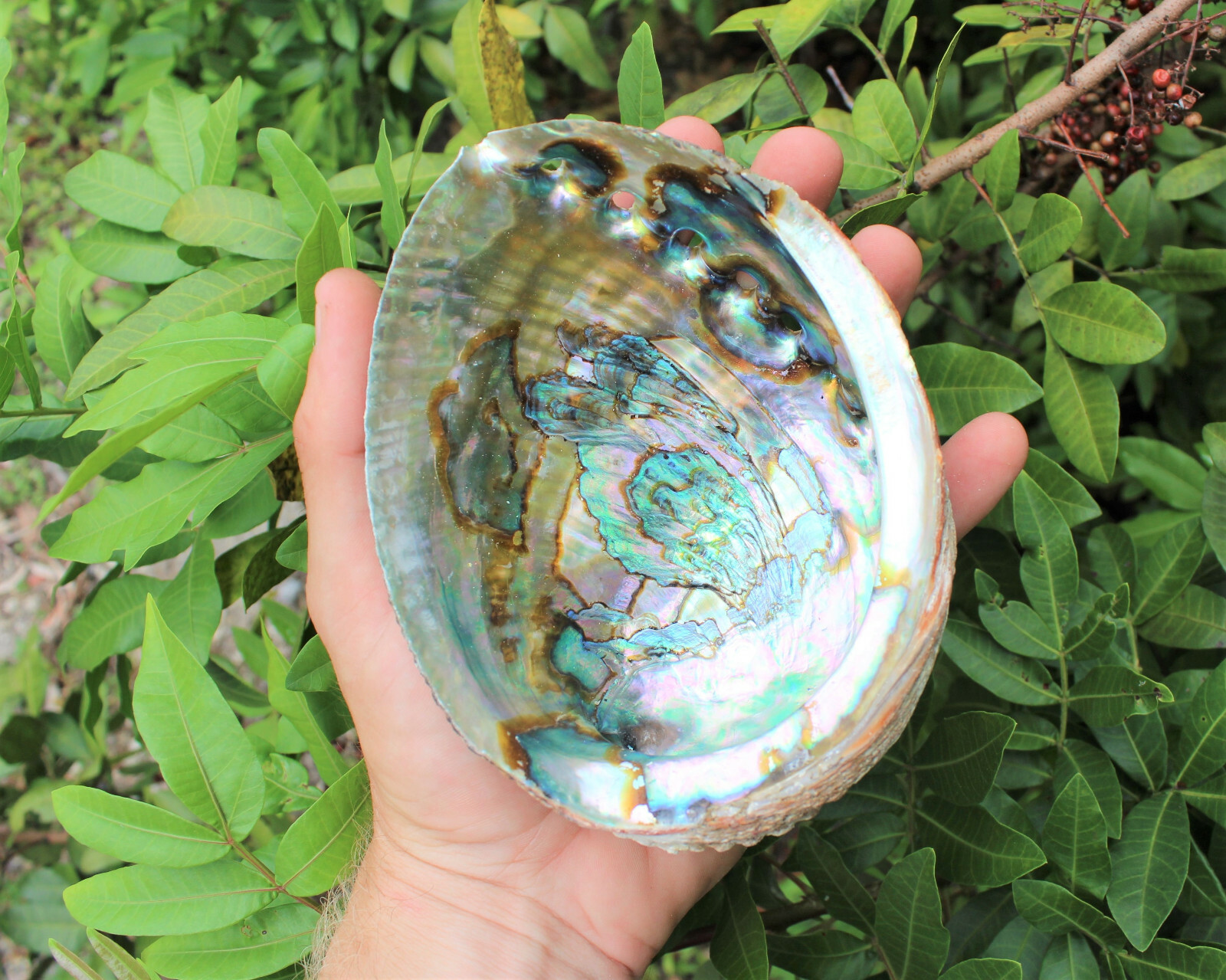 Smudge Kit: Abalone Shell, 6″ Stand, Sage Smudge Stick PLUS Directions