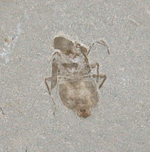 Dogger Rare As Still Indeterminate Insect From Ningcheng Mongolia Insecta F6-1