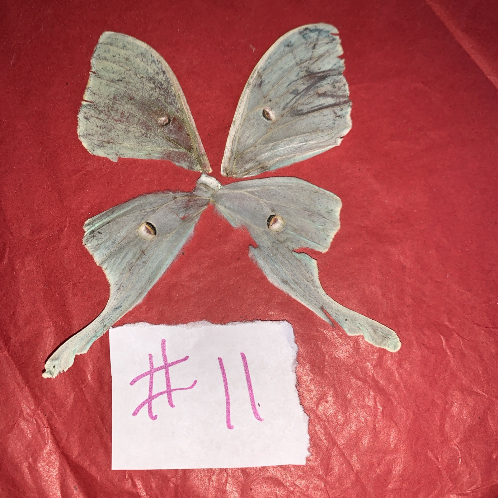 1 Set Green Luna Moth Wings Collected After Bat Attack 😞 Buy 4 Get 5th Free