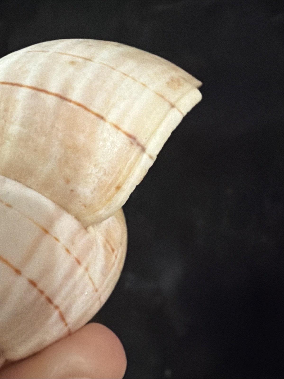 Banded Tulip, Fig Shell, & Dosinia Clam Shell Fl 1980 (S554)