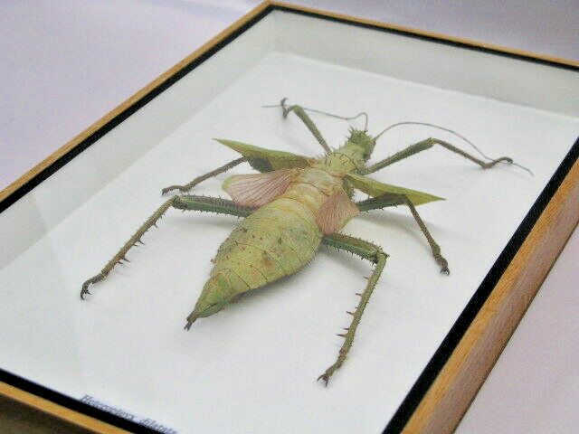 Heteropteyx Dilatata – Real Exotic Insect – 20x30cm – Wooden Display Case