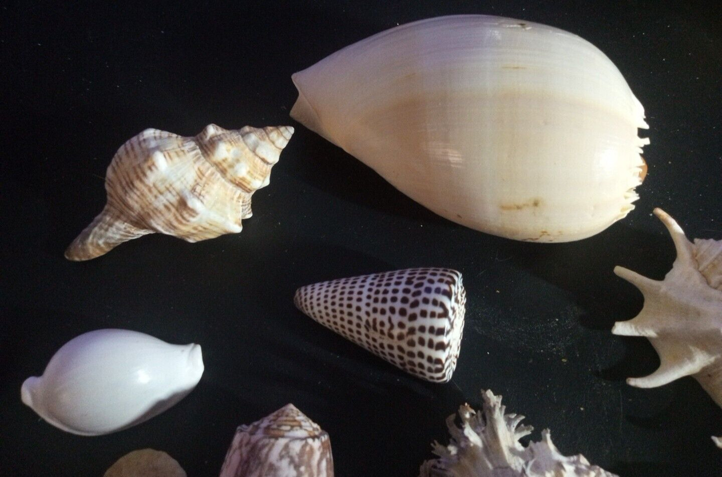 Natural Beach Mixed SeaShells sizes range from approximately 1″ to 7″