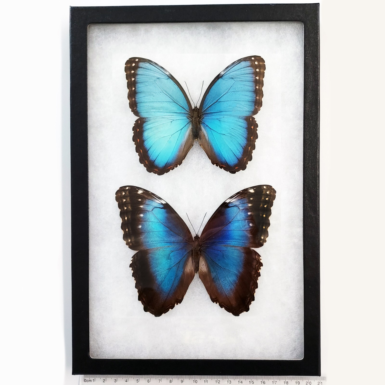 Morpho peleides PAIR male female blue butterfly Costa Rica FRAMED