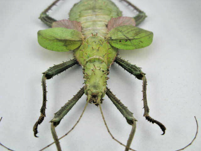 Heteropteyx Dilatata – Real Exotic Insect – 20x30cm – Wooden Display Case