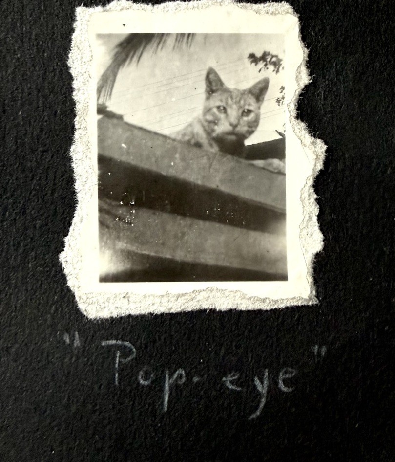 VTG 1940s Cute Tabby Cat “Popeye” Peeking Over Fence Captioned Snapshot