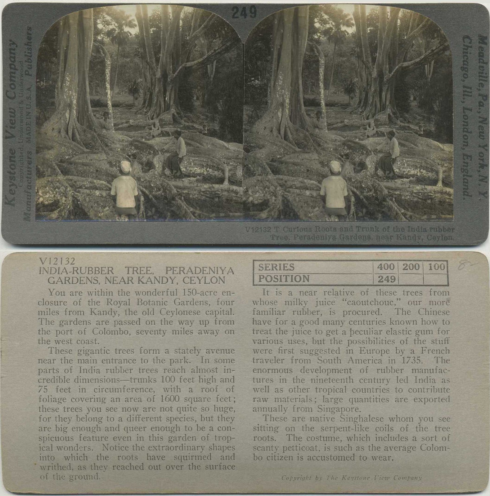 Giant India-Rubber Tree, Peradeniya, c1910, Kandy, Nature, Stereoview