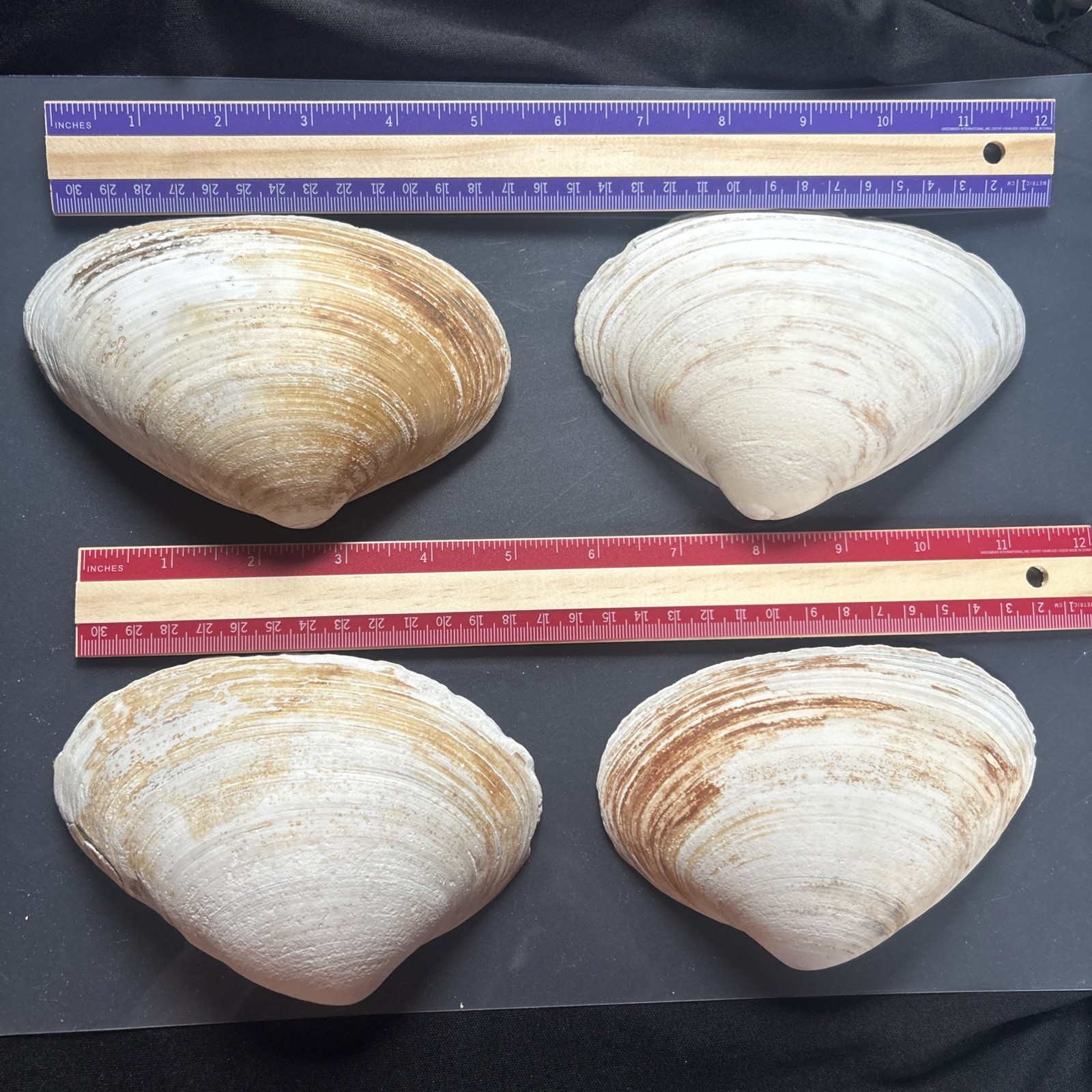 Clam Shell LOT, (4) Sea Clams, Large size crafts, smudging wiccan rituals lot44