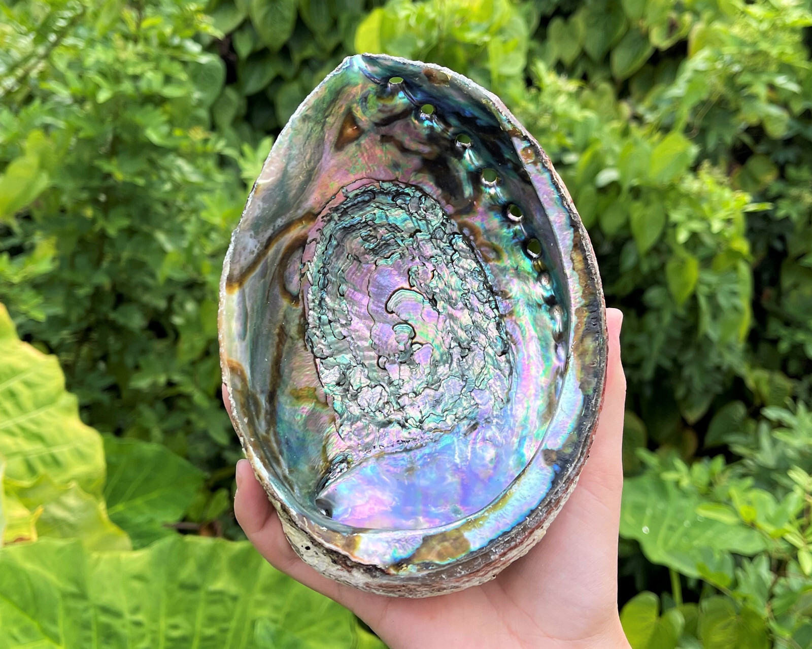 JUMBO Abalone Shell 6 – 7″ (Smudging Burning Sage Sticks Display Sea Shell)