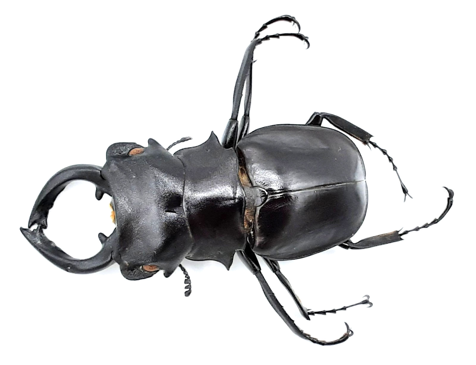 Lucanidae, Odontolabis camela, telodont, A1-, 55+ mm, XL, Luzon, #LU377