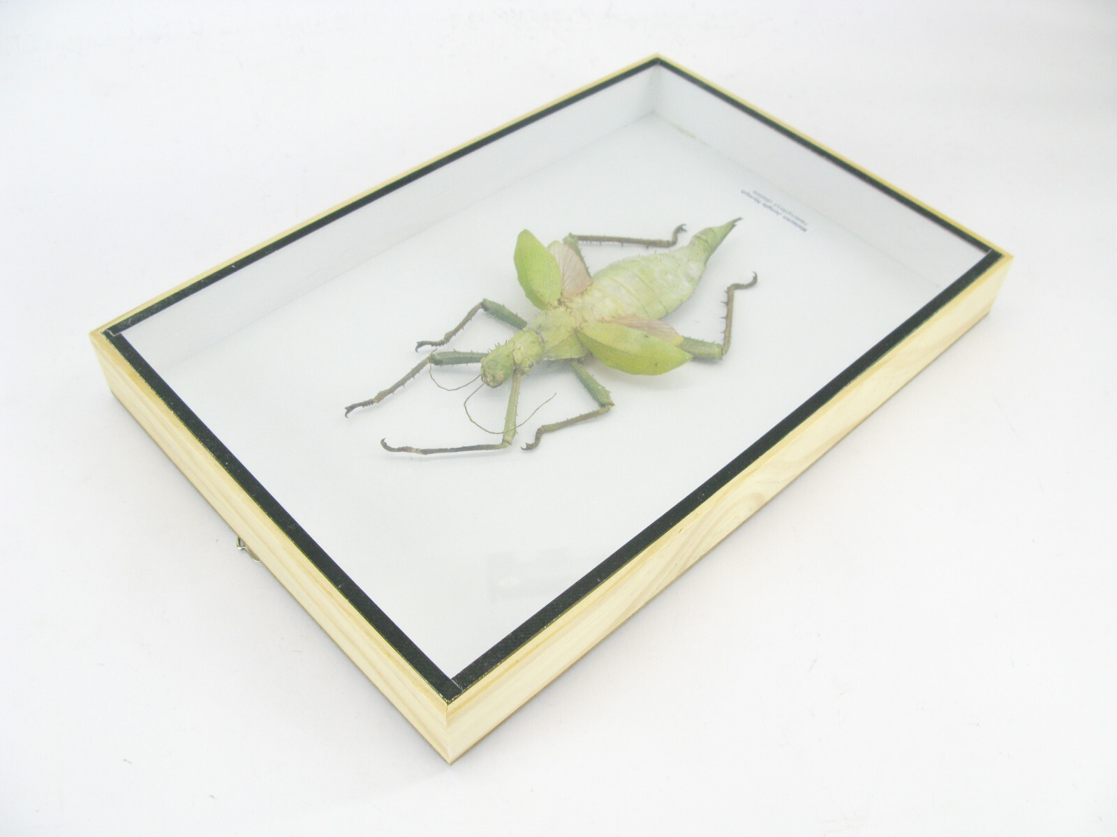 A Real Exotic Insect – Box 3D Display Case – Malayan Jungle Nymph – XXL