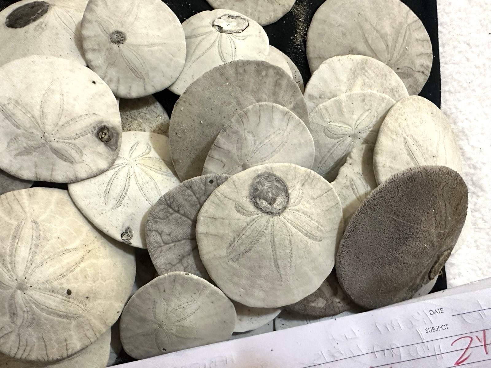 Sand Dollars Assorted 1”-2” Pacific Coast