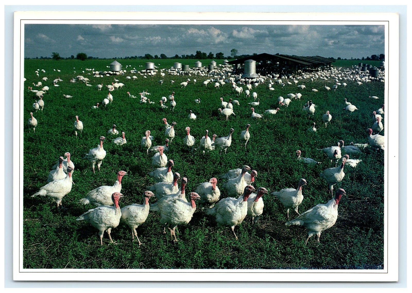 Turkeys State Has Its Share Humor Funny IN Postcard