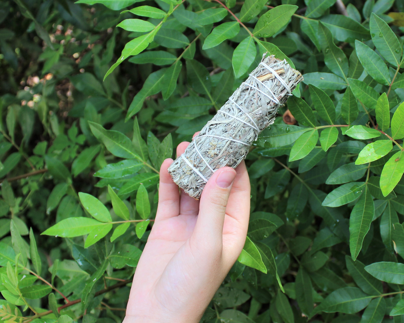 Blue Sage Smudge Stick 4-5 ” (Herb, Remove Negative Energy, Smudge Bundle)