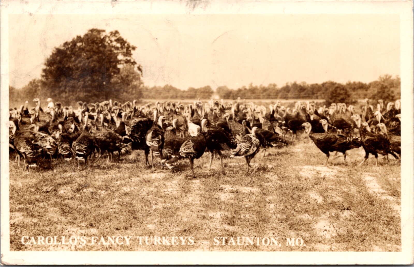 Real Photo Postcard Carollo’s Fancy Turkeys in Staunton, Missouri