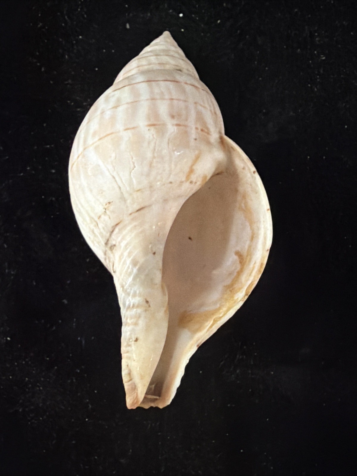 Banded Tulip, Fig Shell, & Dosinia Clam Shell Fl 1980 (S554)