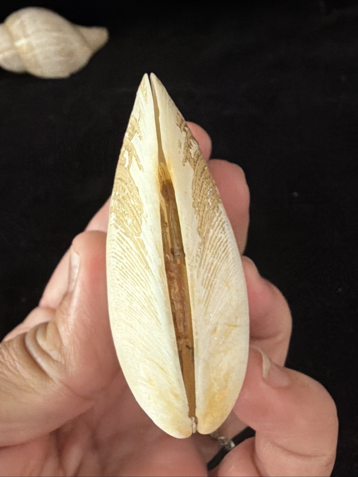 Banded Tulip, Fig Shell, & Dosinia Clam Shell Fl 1980 (S554)