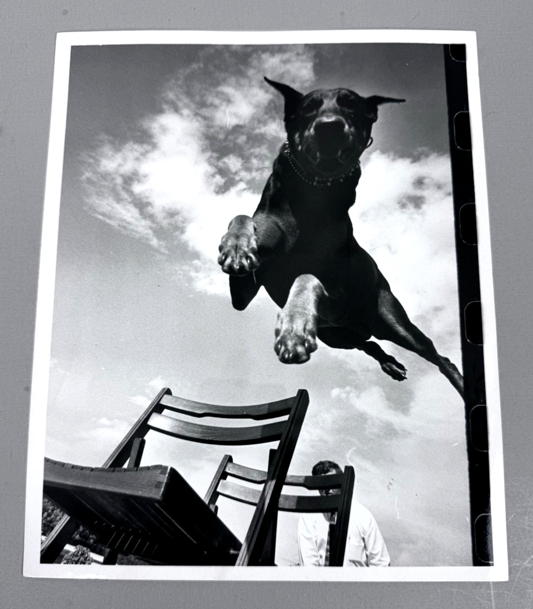 K9 Attack Guard Dog Training Doberman Pinscher 1979 Original Press Photo Type 1