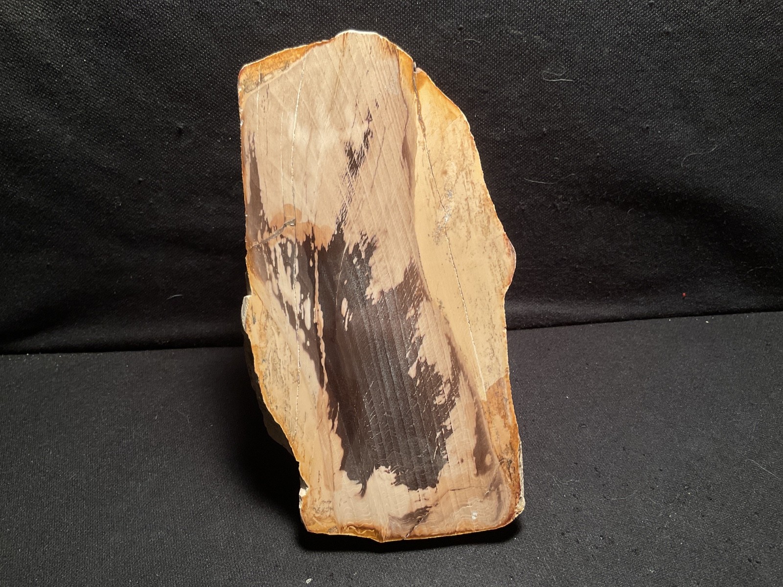 POLISHED “PETRIFIED WOOD” STANDUP SPECIMEN~~5 POUNDS