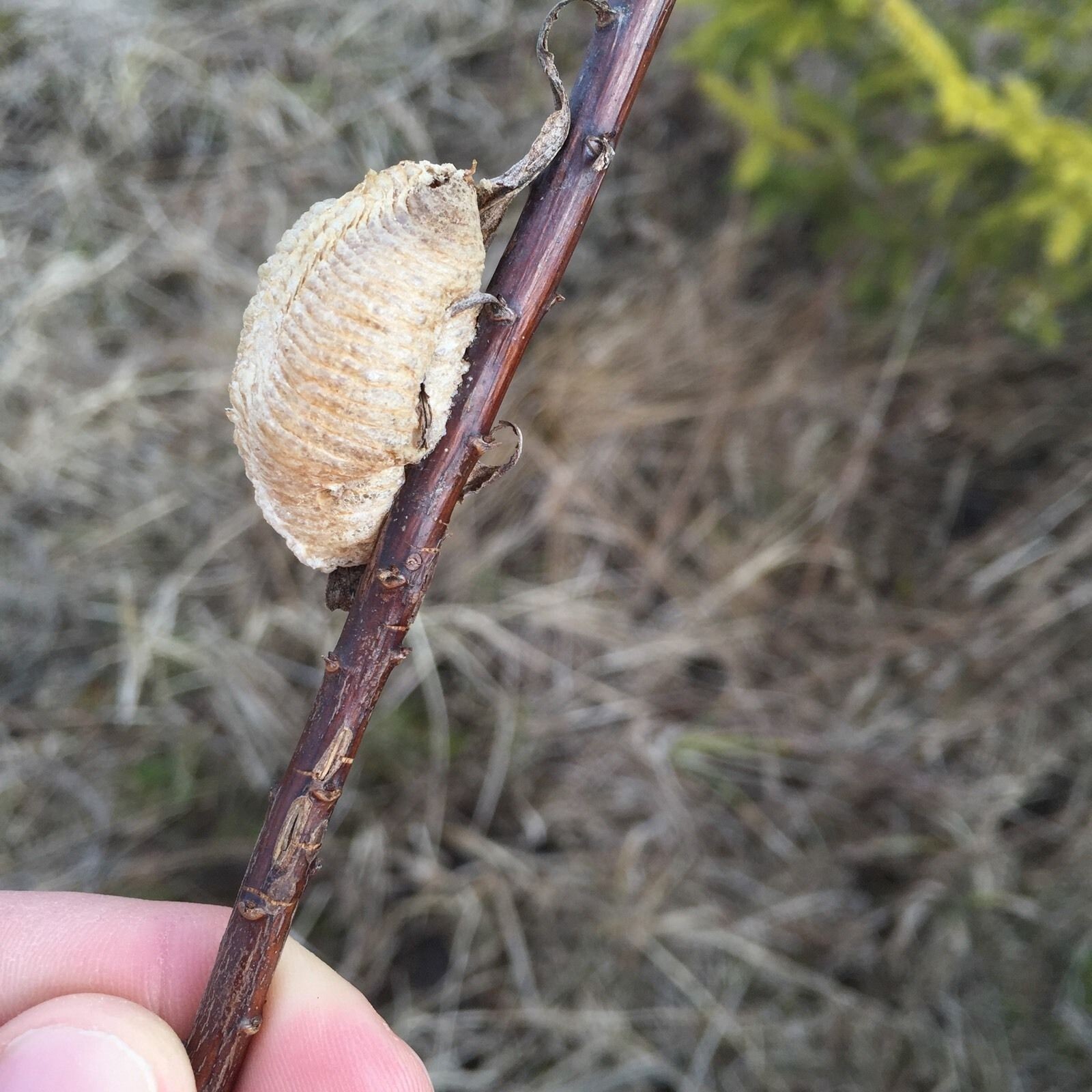 5 European Praying Mantis Egg Case Fresh Picked 2026 Free Hatching Bag