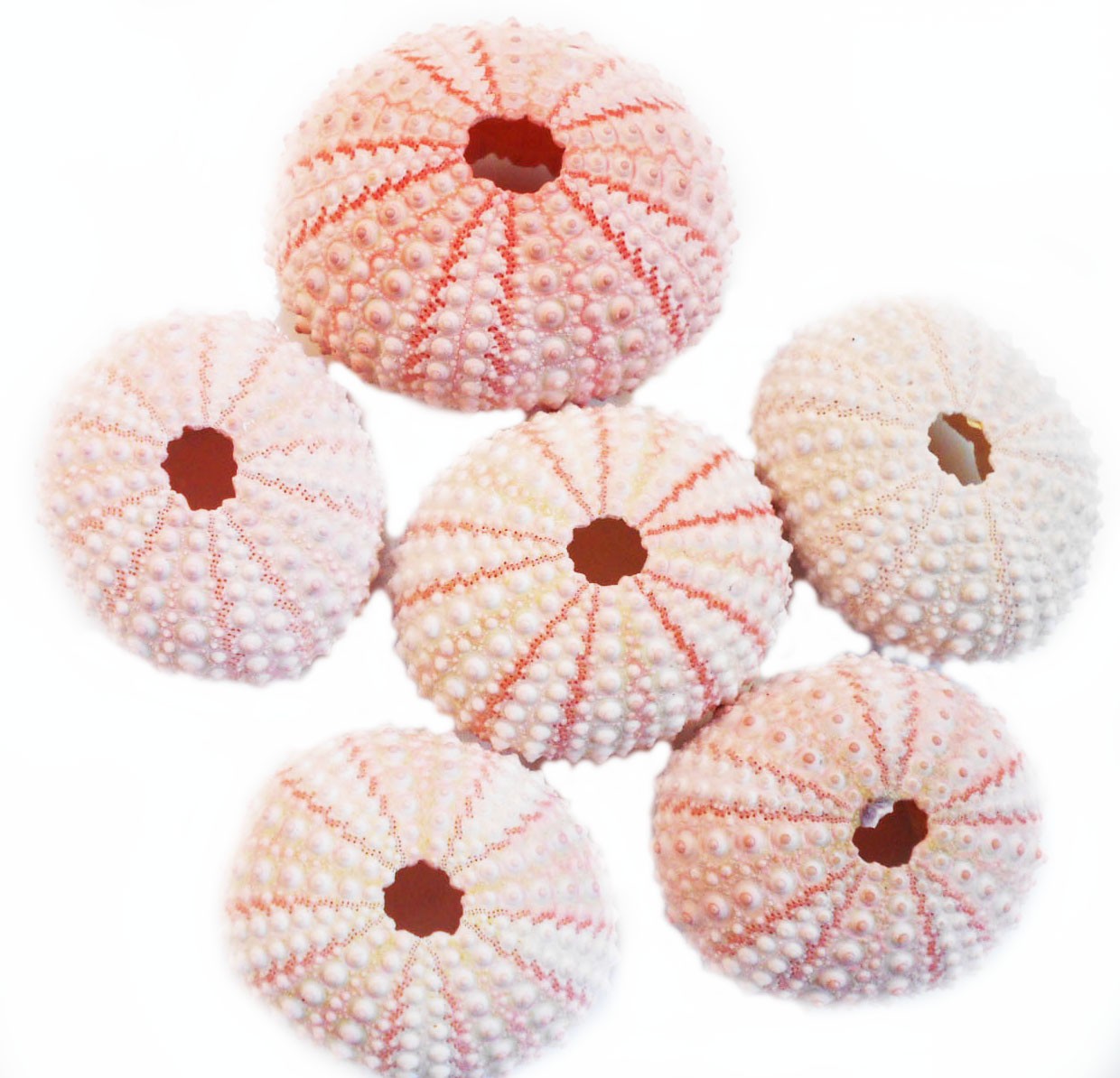 6 Small Pink Sea Urchin Shells 1.5-2″ Beach Crafts Ocean Art Coastal Nautical